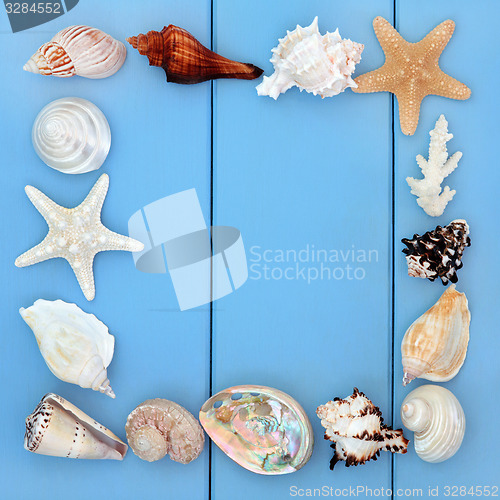 Image of Seashell Beauties