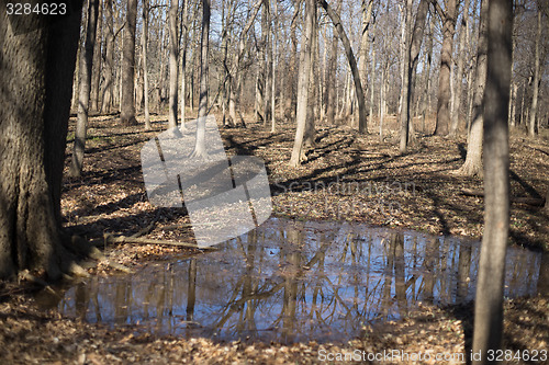 Image of Trees reflection in a water