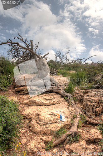 Image of Fallen trees after fire