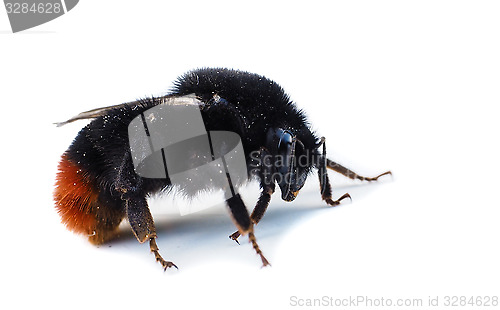 Image of Orange and black colored bumblebee isolated on white