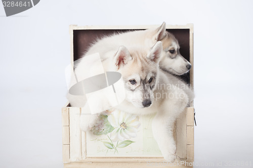 Image of Siberian Husky dogs