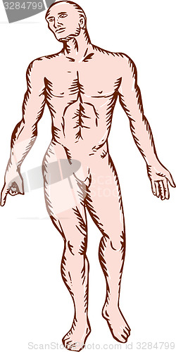 Image of Gross Anatomy Male Standing Woodcut