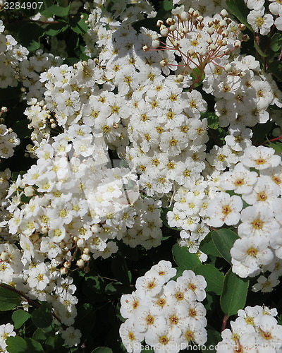 Image of Spiraea Vanhouttei