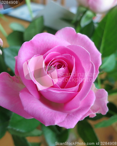 Image of Pink Rose