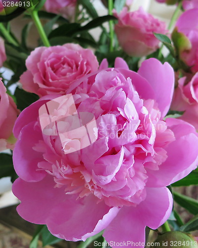 Image of Peonies