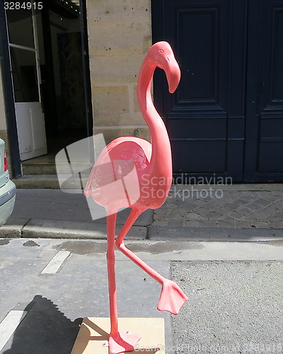 Image of Flamingo