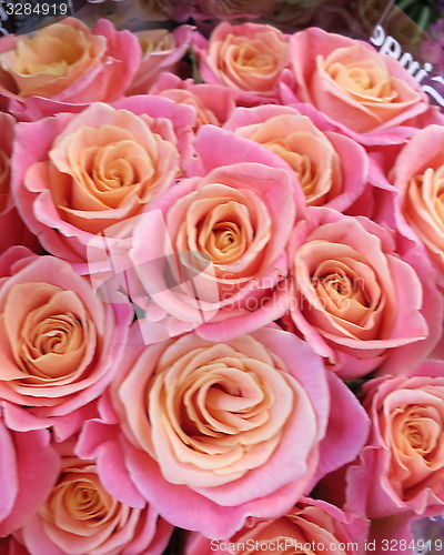 Image of Beautiful Roses