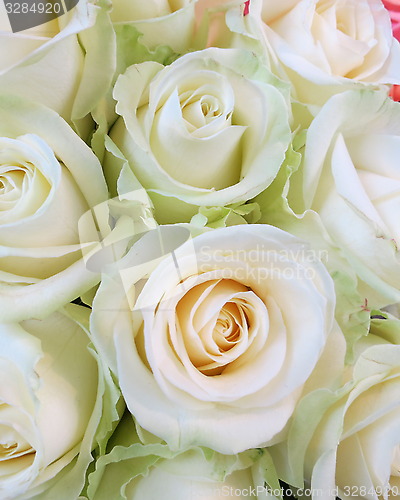 Image of Beautiful Roses