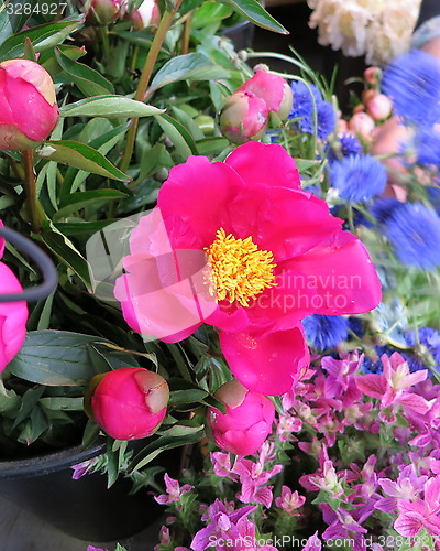 Image of Flowers for sale in Paris