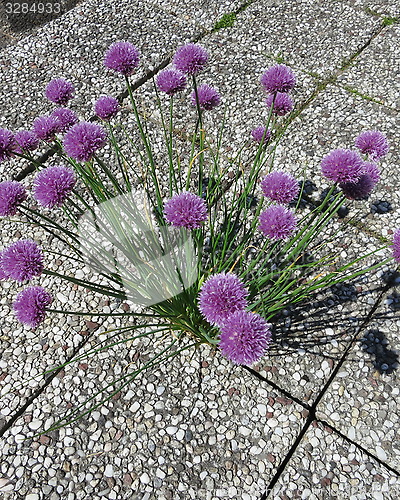 Image of Chive with flowers