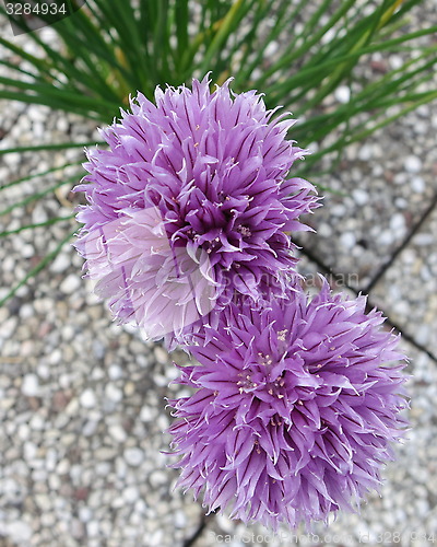 Image of Chive flowers