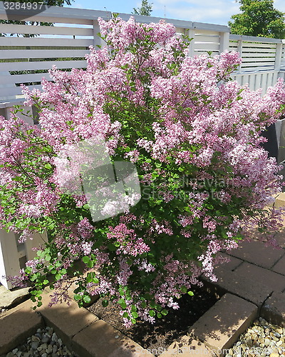 Image of Lilac bush
