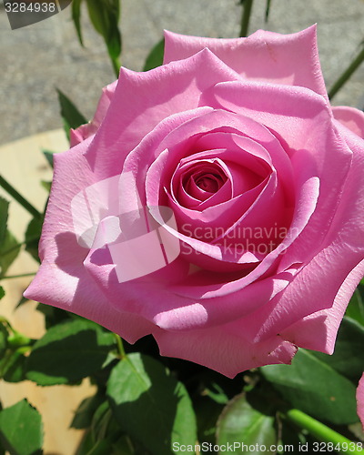 Image of Pink Rose