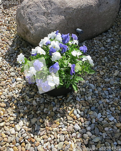 Image of Pansies