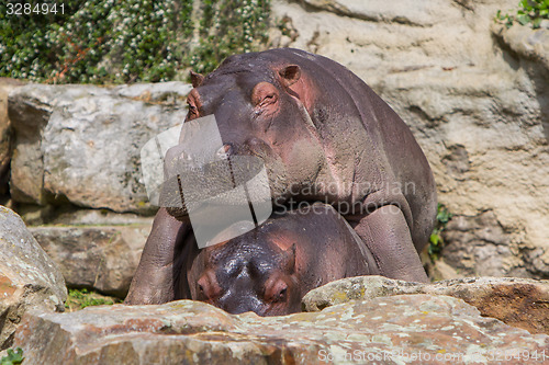 Image of Hippo resting on another hippo