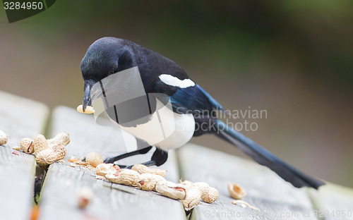 Image of European Magpie (pica pica)