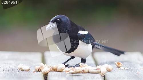 Image of European Magpie (pica pica)