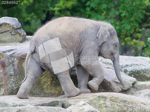 Image of Happy baby elephant