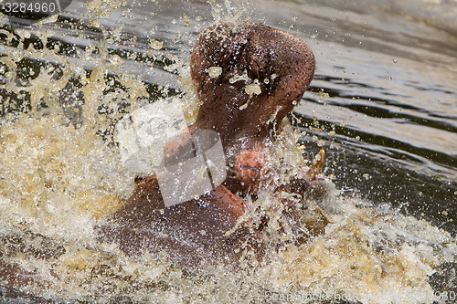 Image of Hippo (Hippopotamus amphibius) 