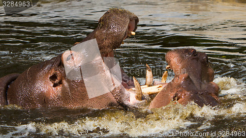 Image of Two fighting hippos (Hippopotamus amphibius)