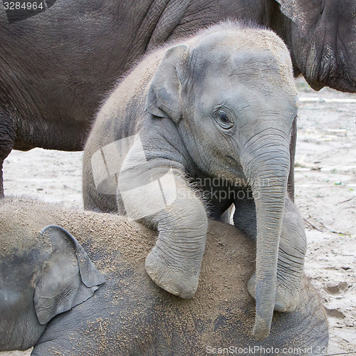 Image of Two baby elephants playing in the sand