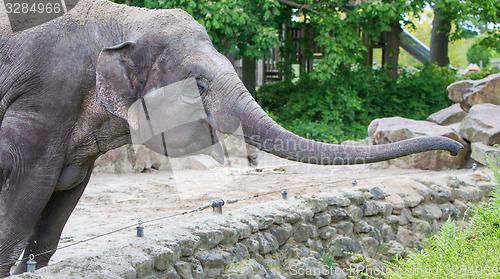 Image of Elephant reaching for the fresh green bushes