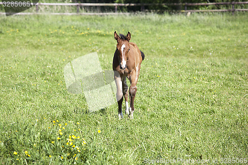 Image of young foal