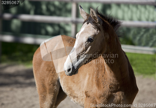 Image of Holsteiner gray foal