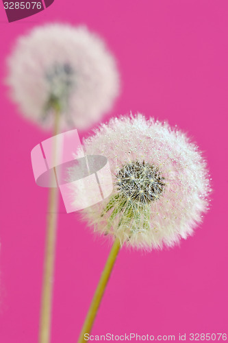 Image of close up of dandelion