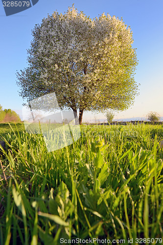 Image of  single tree in spring 