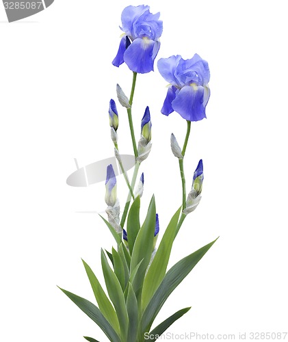 Image of Iris Flowers