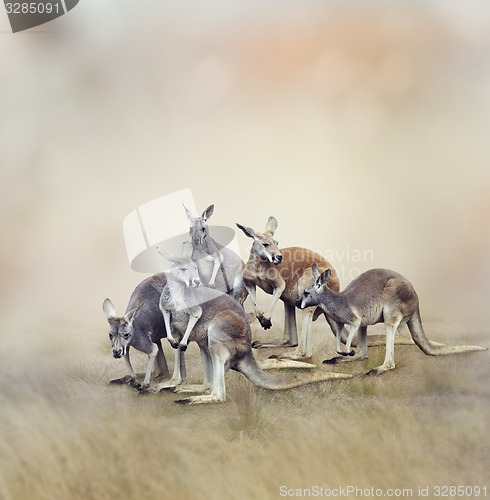 Image of Kangaroos
