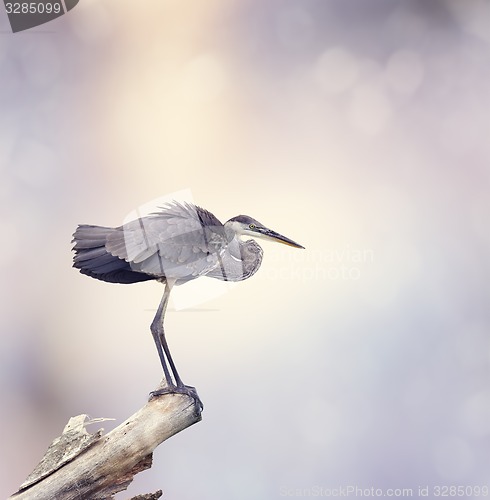 Image of Great Blue Heron