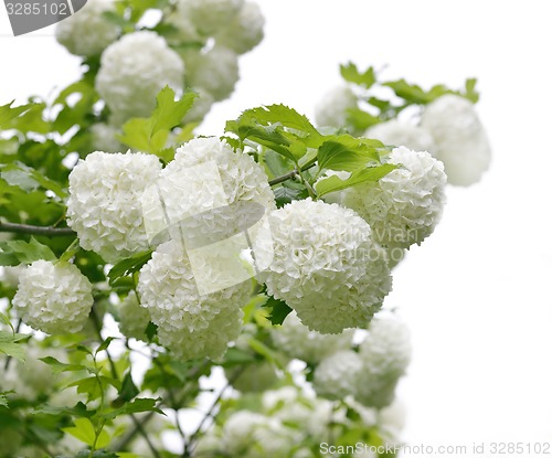 Image of Snowball Bush