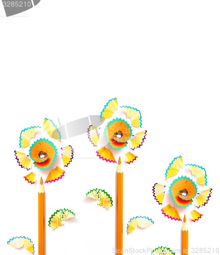 Image of three pencil flowers