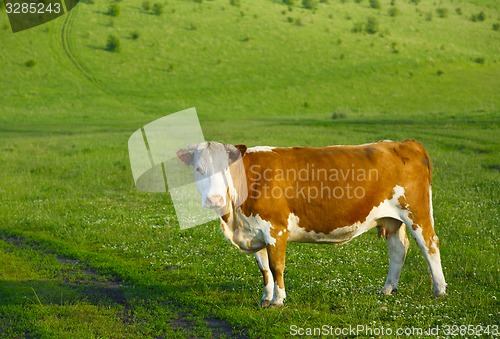 Image of Cow on a mountain pasture