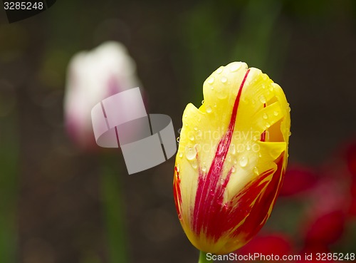 Image of Yellow-Red Tulip