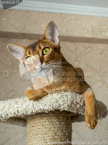 Image of Abyssinian cat