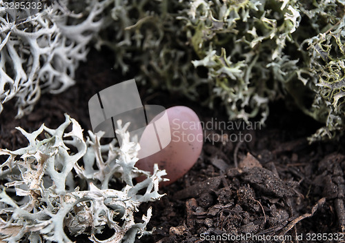 Image of Rose quartz on forest floor