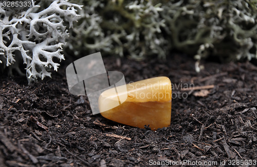 Image of Orange calcite on forest floor