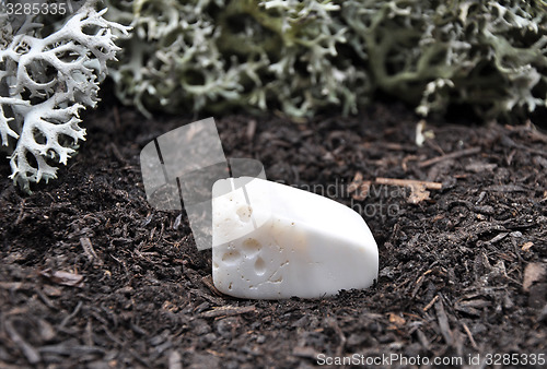 Image of Magnesite on forest floor