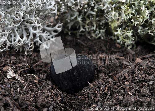 Image of Obsidian on forest floor