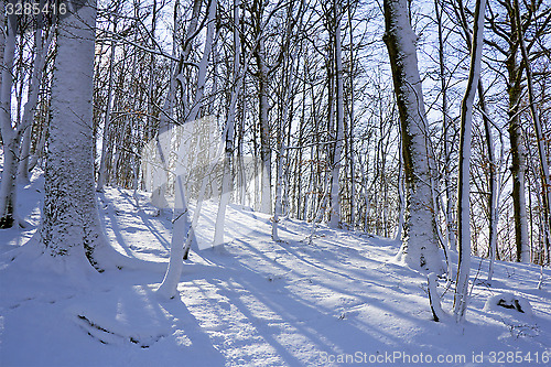 Image of Winter forest in snow