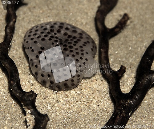 Image of Ocean Life