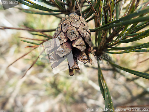 Image of one pinecone