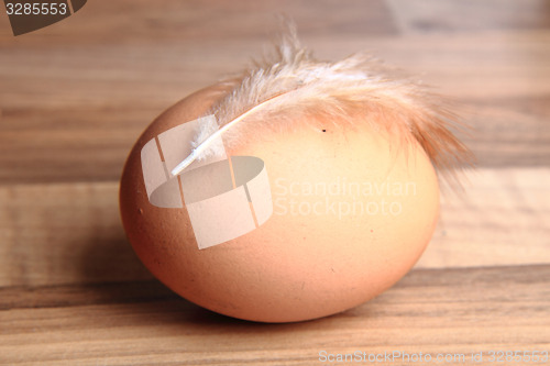 Image of fresh egg with chicken feather
