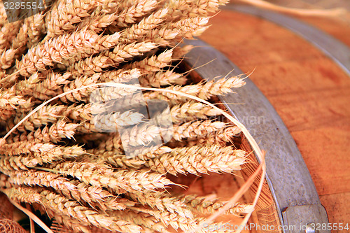 Image of golden corn background