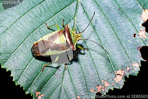 Image of Hawthorne shieldbug on leaf. Acanthosoma haemorrhoidale.