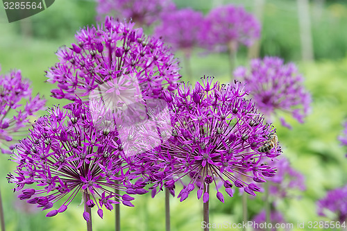 Image of Purple Allium flower.