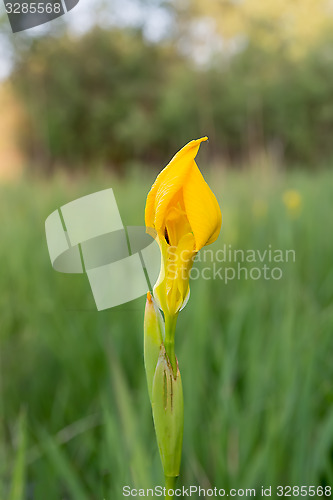 Image of Yellow iris flower. 